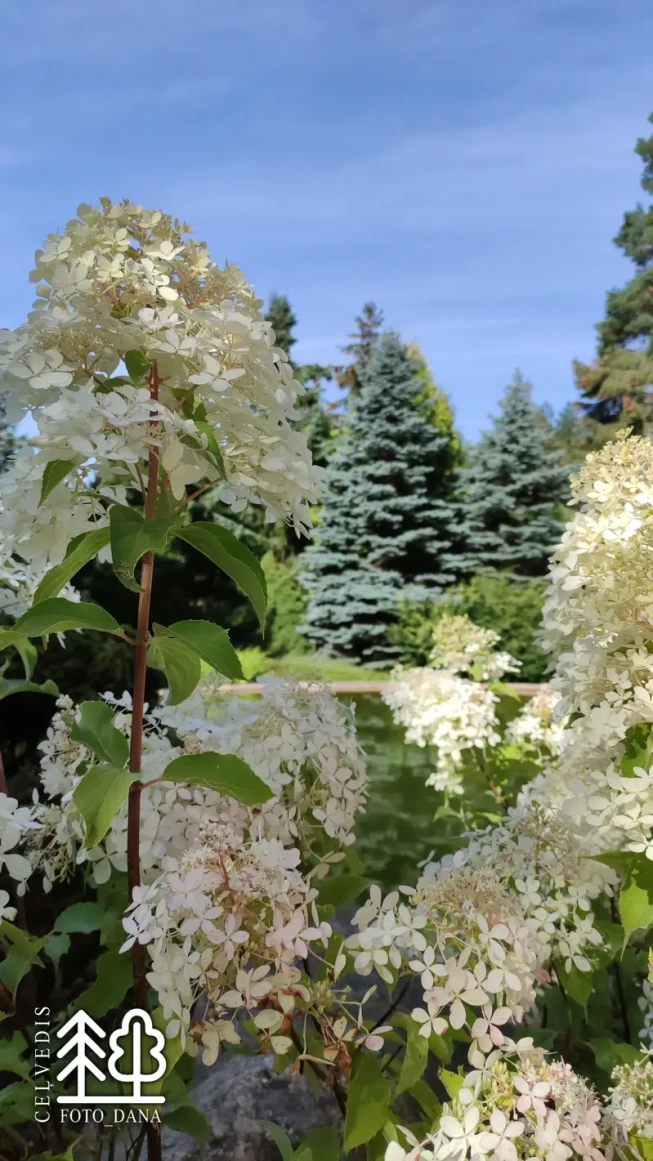 Hydrangea paniculata   'Phantom'
